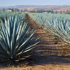 The Real Difference Between Tequila and Mezcal