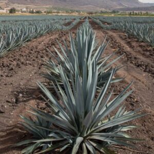 Every Type of Tequila Explained | Blanco, Reposado, Añejo, and More