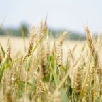 Selective Focus Photography of Wheat Field