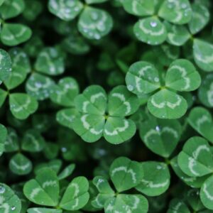 39 St. Patrick’s Day Drinking Quotes